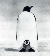 Pingvinhona med unge.